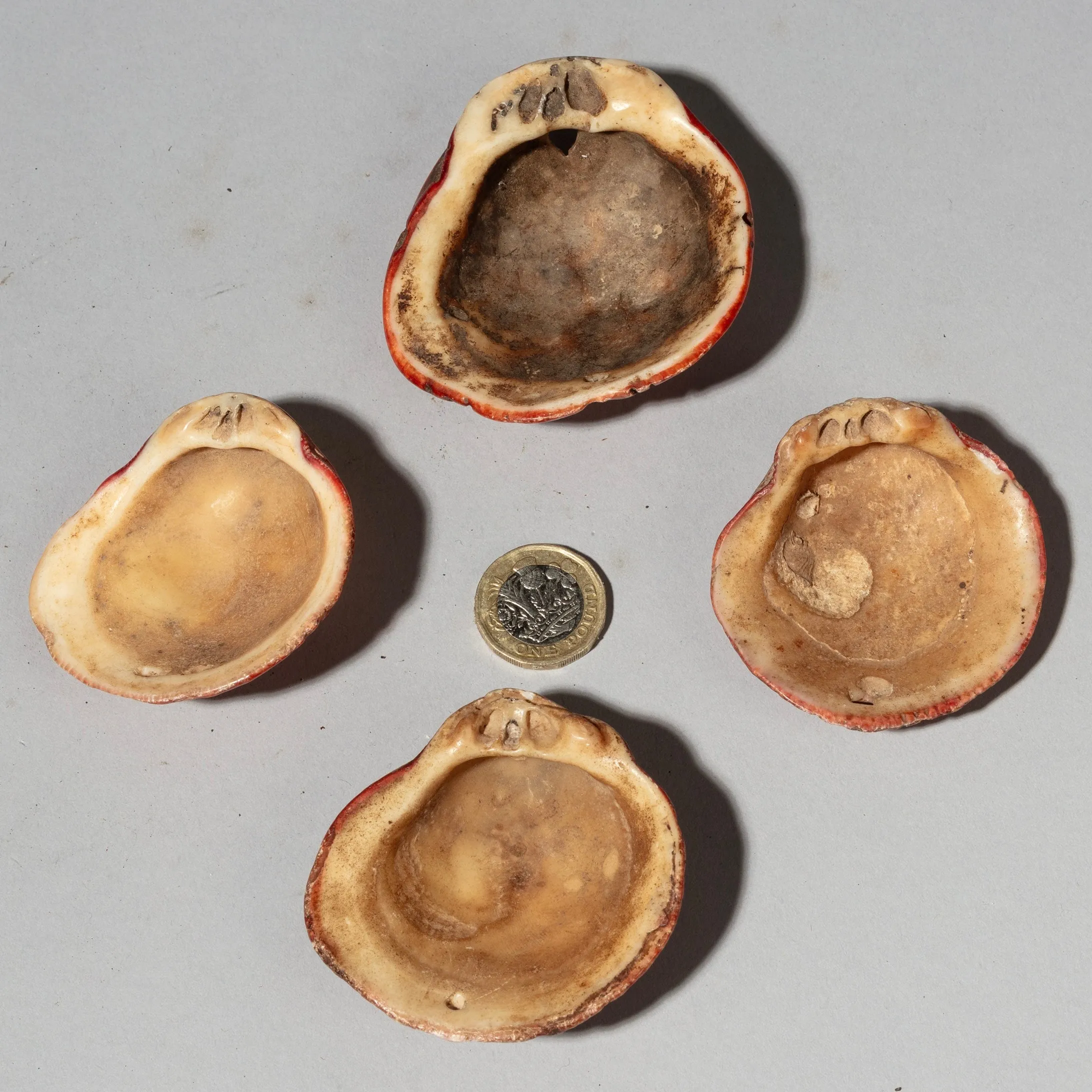 A PRETTY SET OF 4 BAULE TRIBE PINK SHELLS , IVORY COAST ( No 4043 )