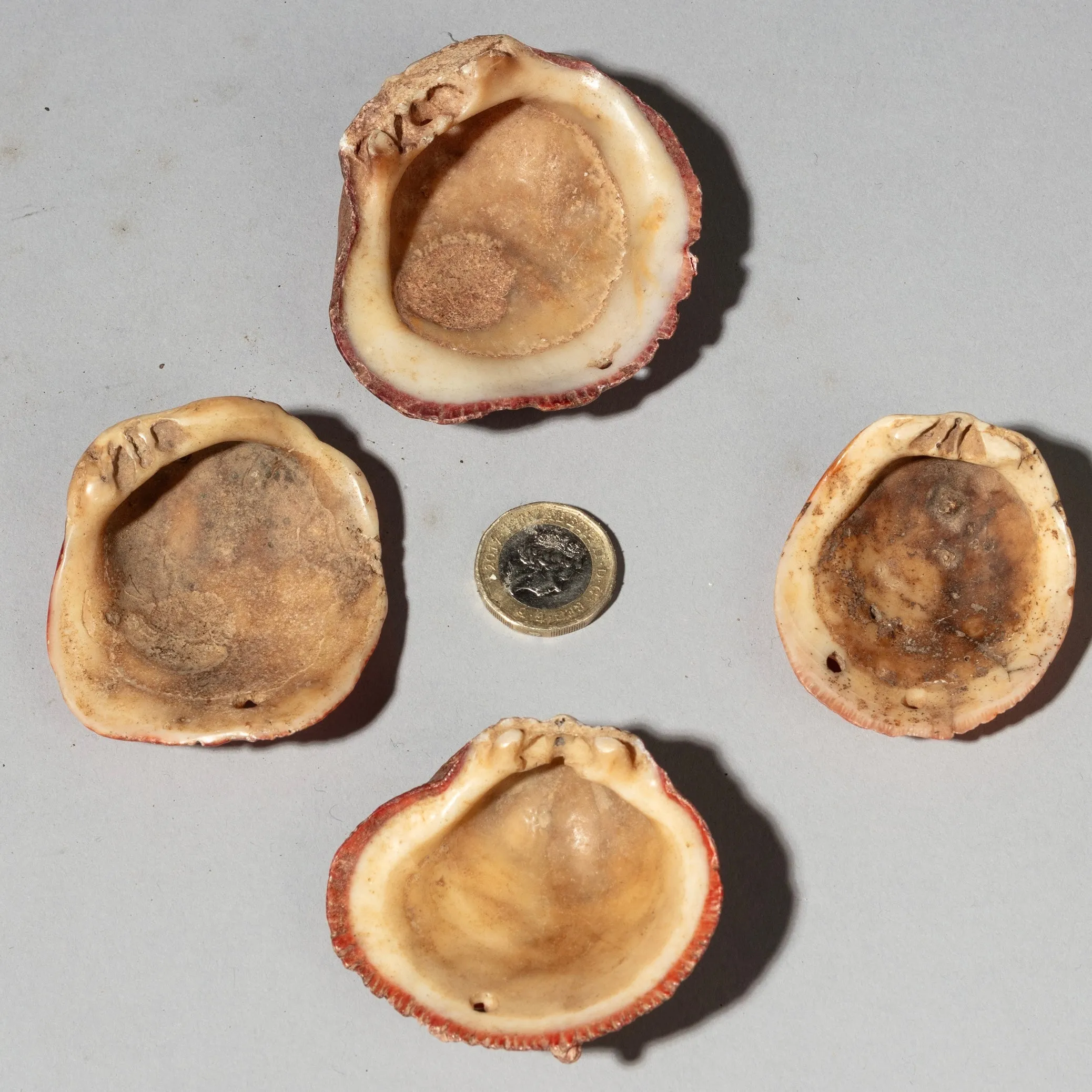 A PRETTY SET OF 4 BAULE TRIBE PINK SHELLS , IVORY COAST ( No 4045 )